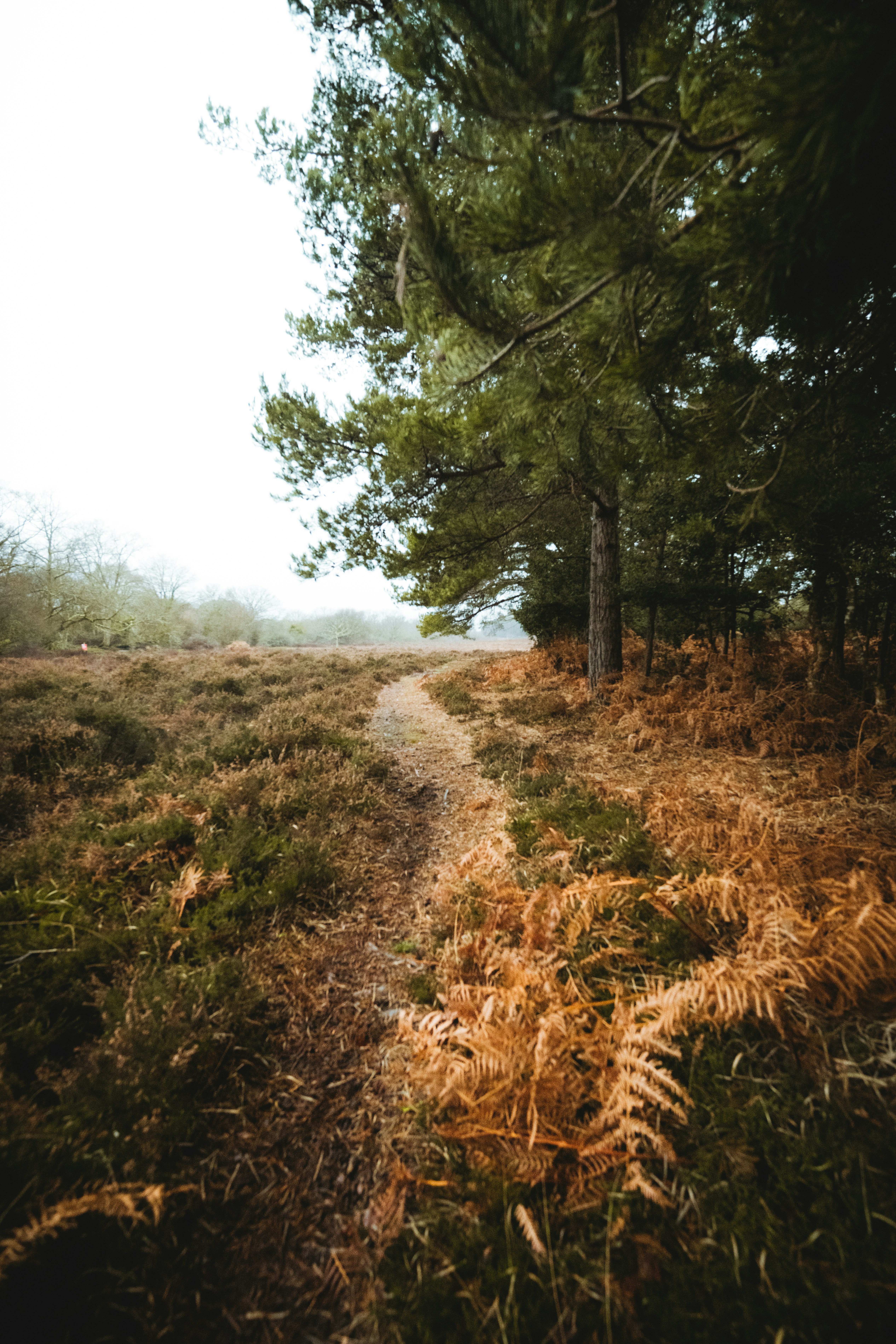 dirt road between trees